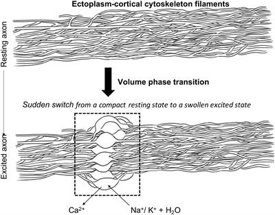Thinking about the action potential: the nerve signal as a window to the physical principles guiding neuronal excitability